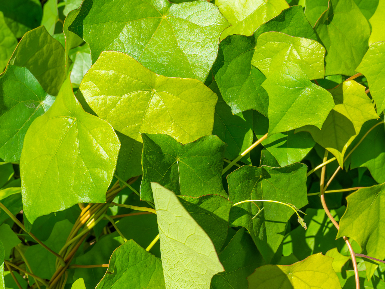 tallinn_botanical_garden_vines_garden-8