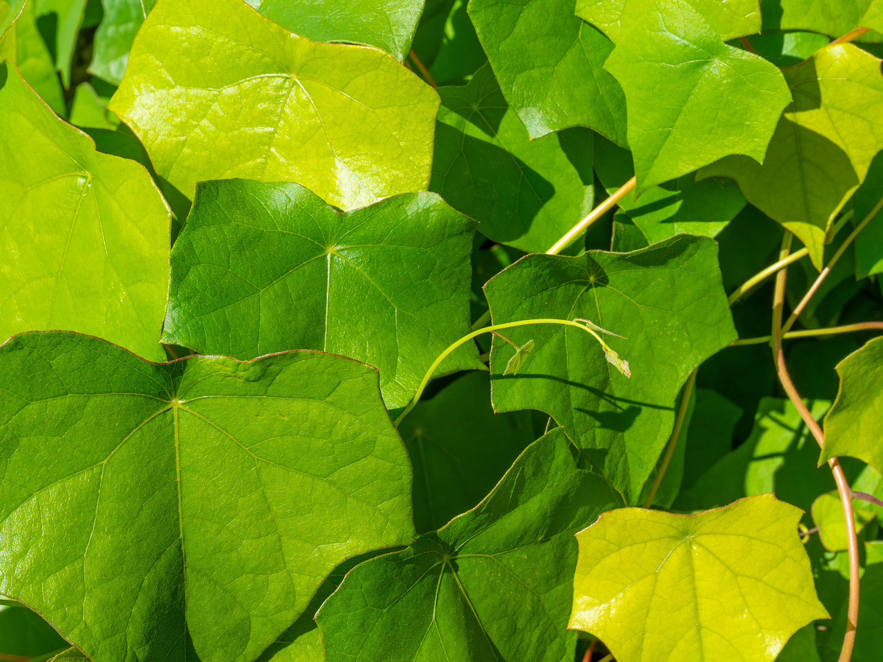 tallinn_botanical_garden_vines_garden-9