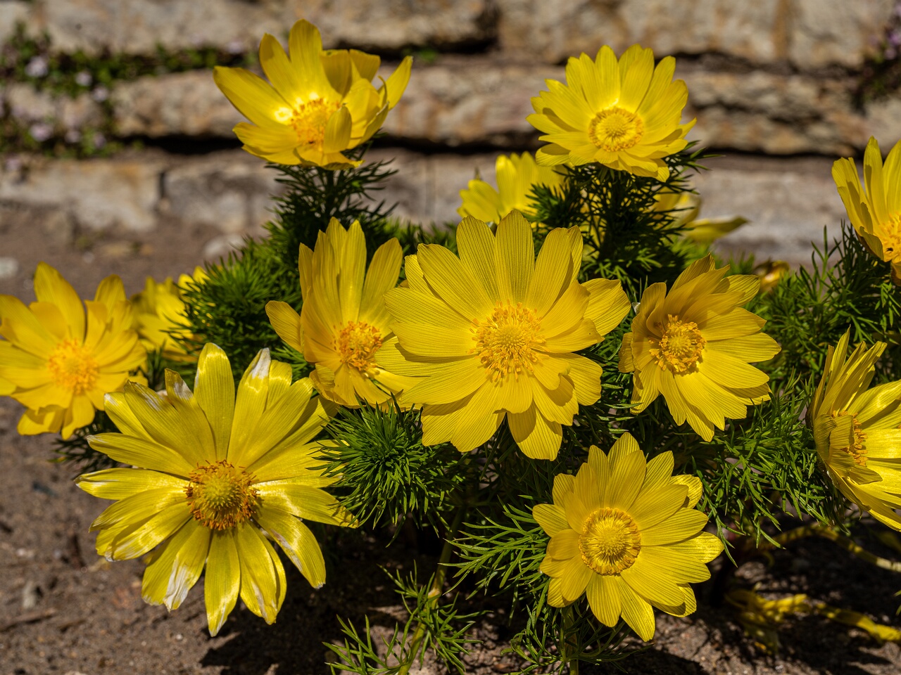 Adonis vernalis _2026-05-08_1-2