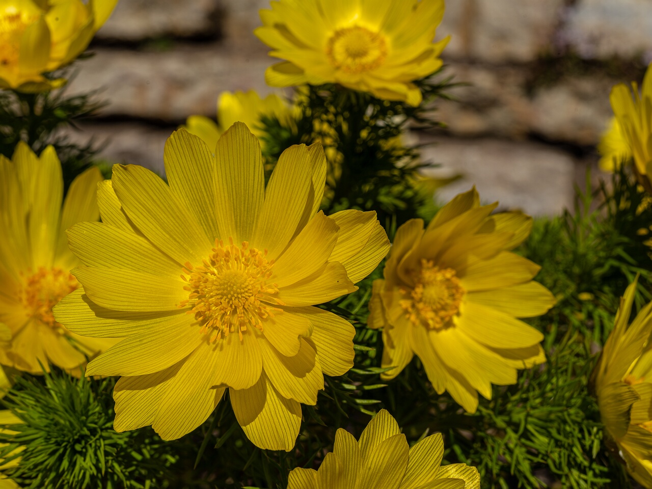 Adonis vernalis _2026-05-08_1-3