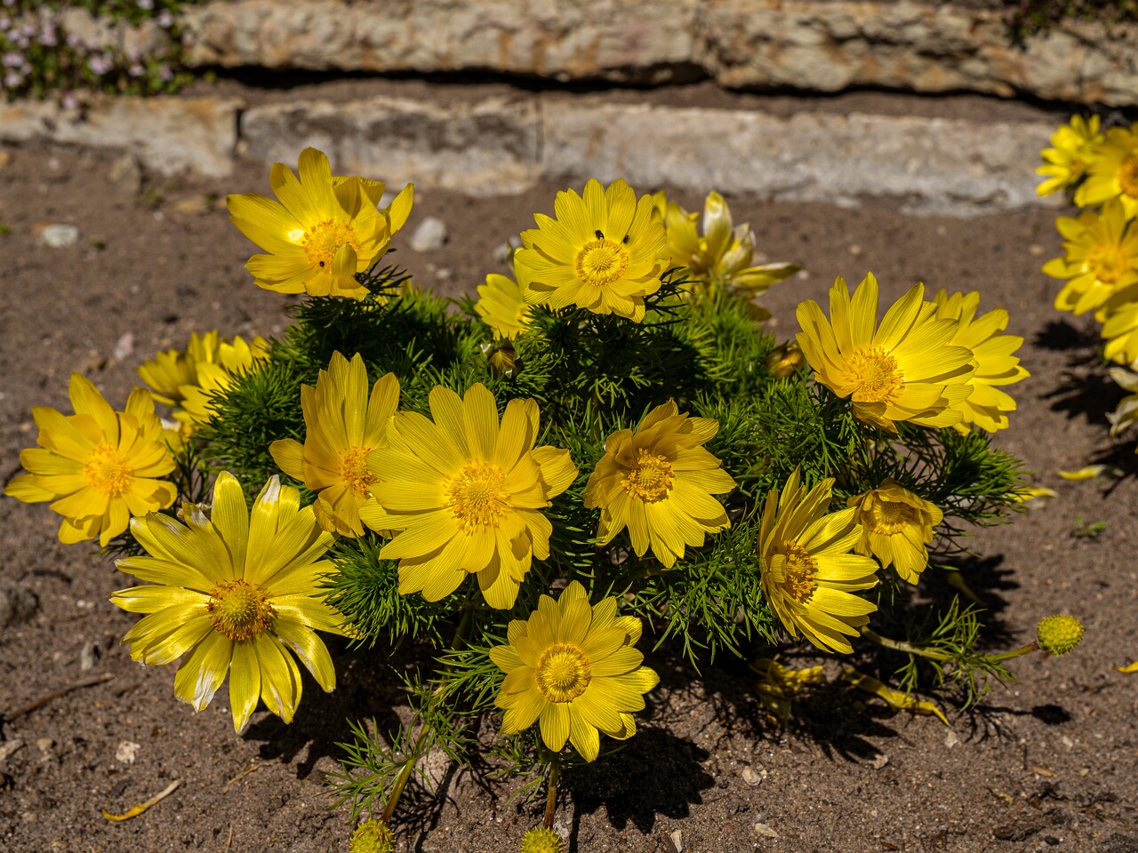 Adonis vernalis _2026-05-08_1-5