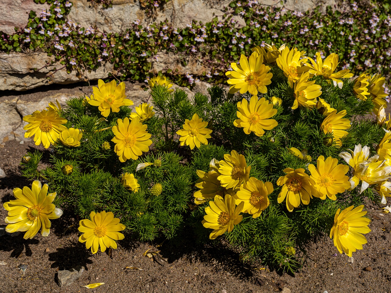 Adonis vernalis _2026-05-08_1-6