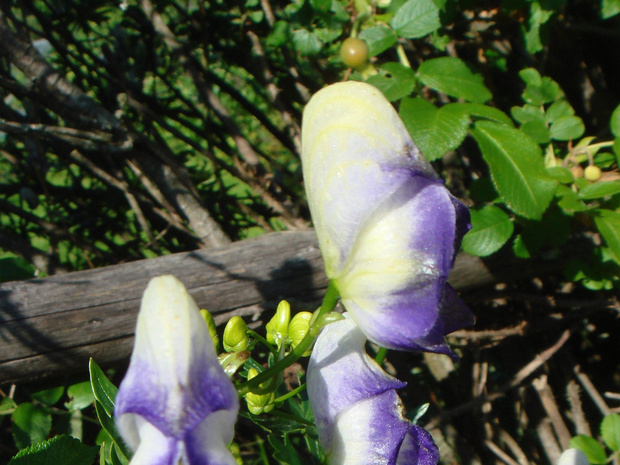 Борец северный - Aconitum septentrionale