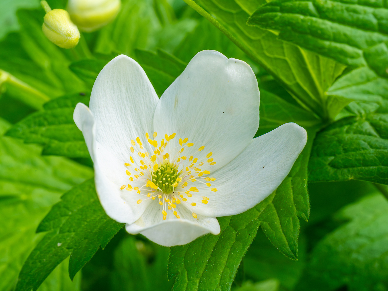 tallinn_botanical_garden_outside_alpine_plain-2