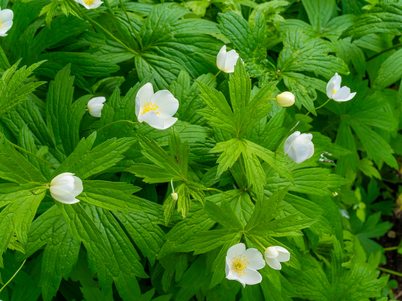 tallinn_botanical_garden_outside_alpine_plain-3