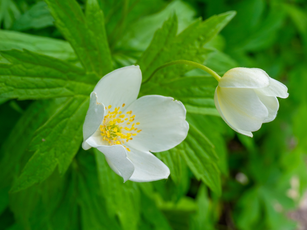 tallinn_botanical_garden_outside_alpine_plain-4