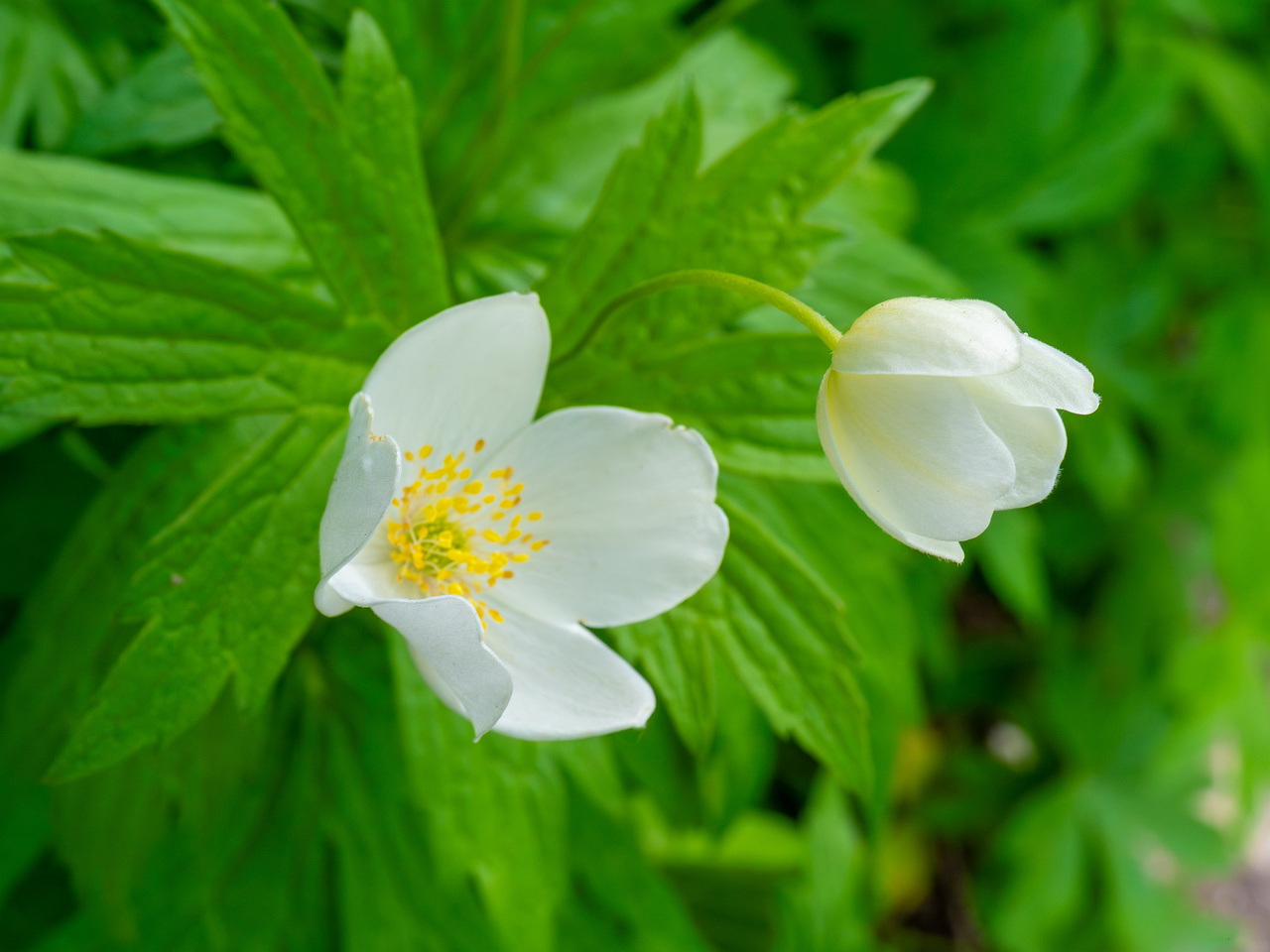 tallinn_botanical_garden_outside_alpine_plain-5