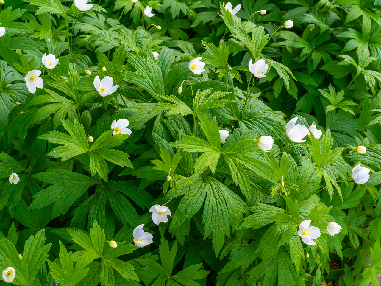 tallinn_botanical_garden_outside_alpine_plain-6