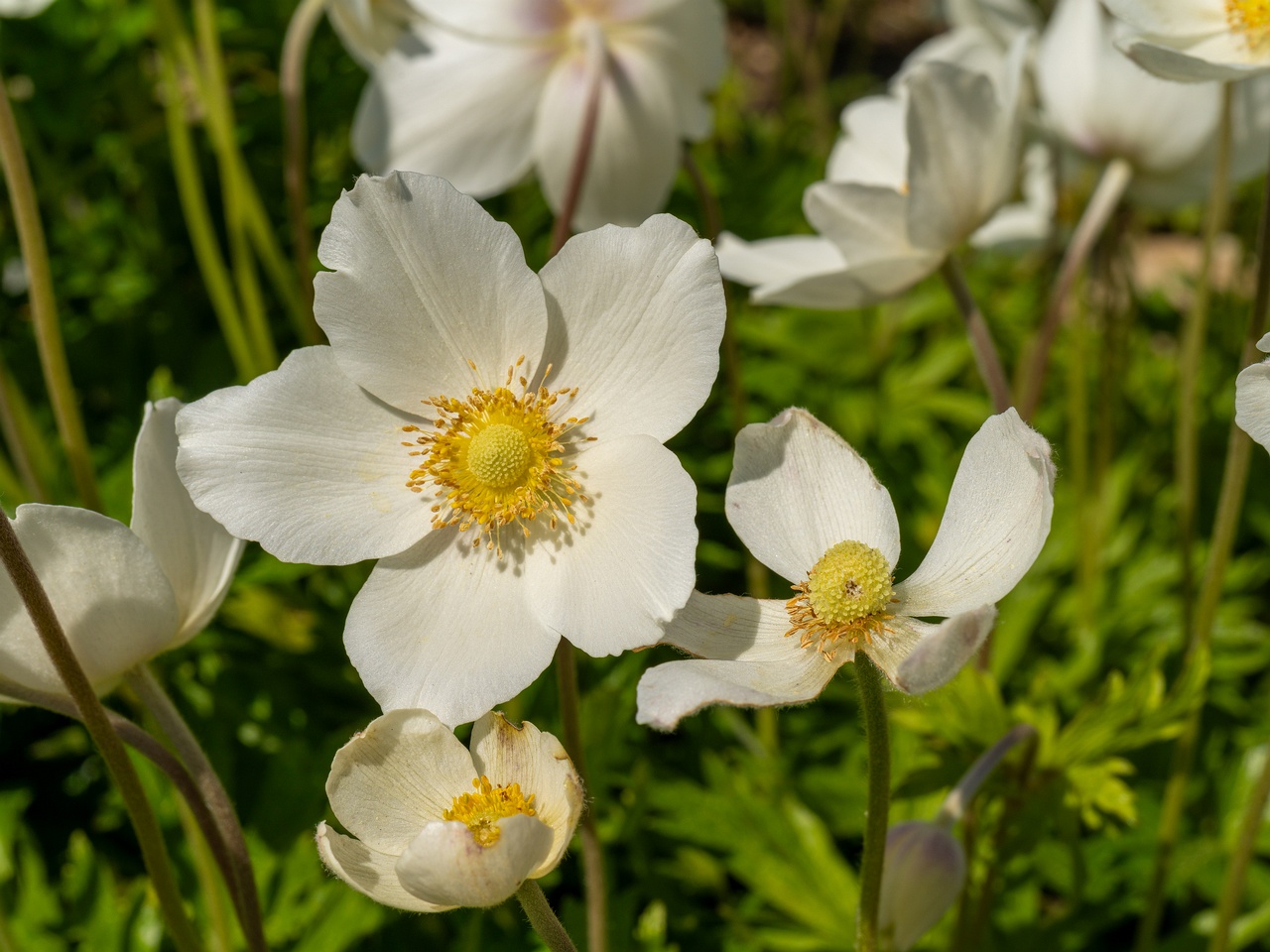 !Anemonoides sylvestris _2025-06-01_1-5