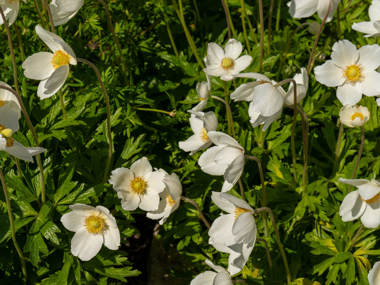 Anemonoides sylvestris _2025-06-01_1-1