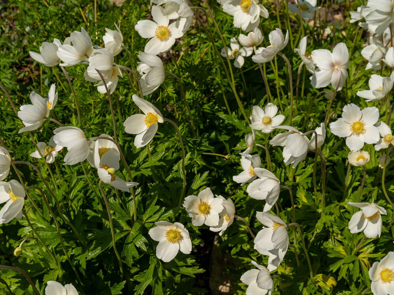 Anemonoides sylvestris _2025-06-01_1-2