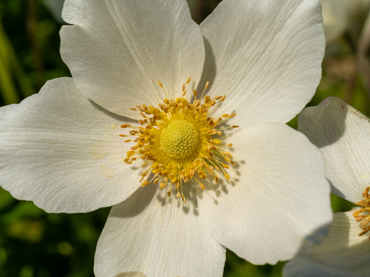 Anemonoides sylvestris _2025-06-01_1-8