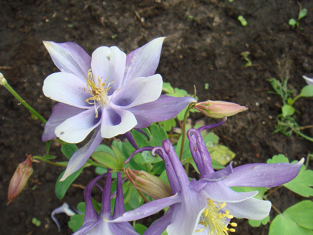 Водосбор голубой 'Синее и Белое Оригами' - Aquilegia caerulea 'Origami Blue and White'