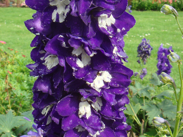 Живокость высокая Экскалибур Темносиний с белой пчелкой - Delphinium elatum 'Excalibur Dark blue with white bee'