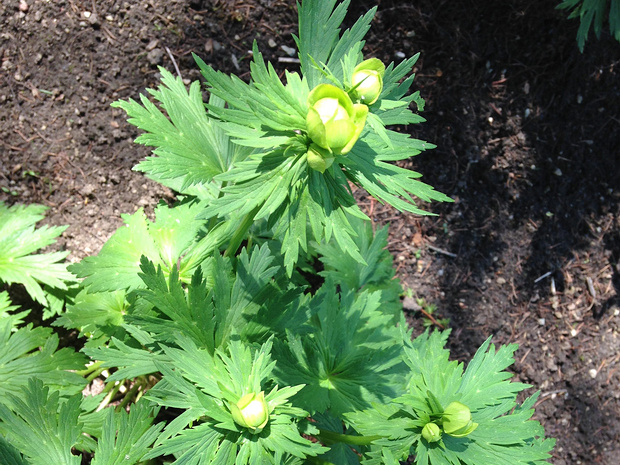 Купальница 'светлый шар' - Trollius 'light ball'