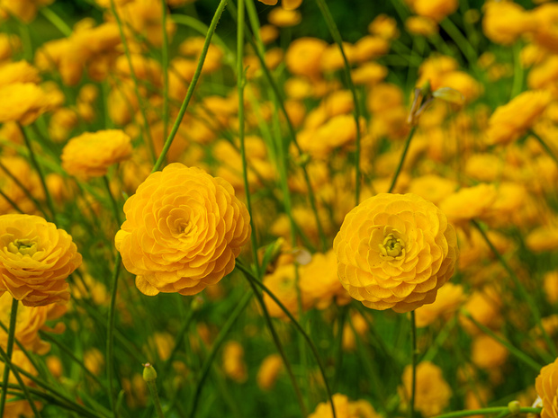 Лютик едкий 'Махровый' - Ranunculus acris 'Multiplex'