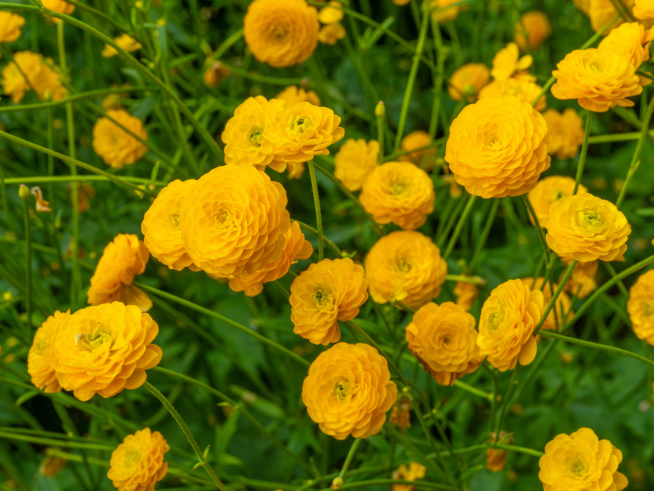 tallinn_botanical_garden_outside_alpine_plain-23