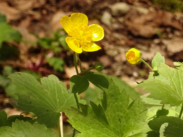 Лютик каппадокийский - Ranunculus cappadocicus