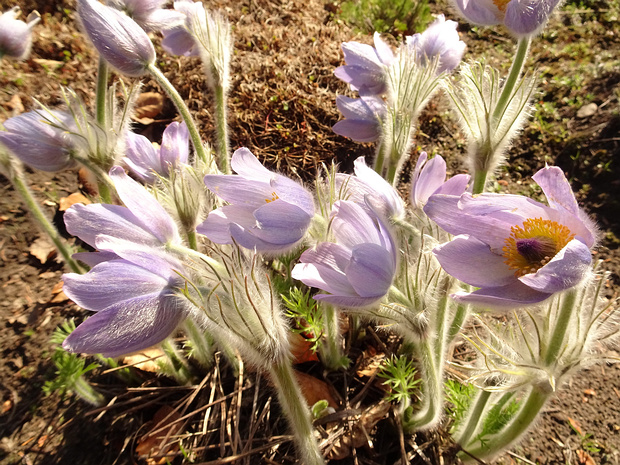 Прострел Галлера подвид большой - Pulsatilla halleri subsp. grandis