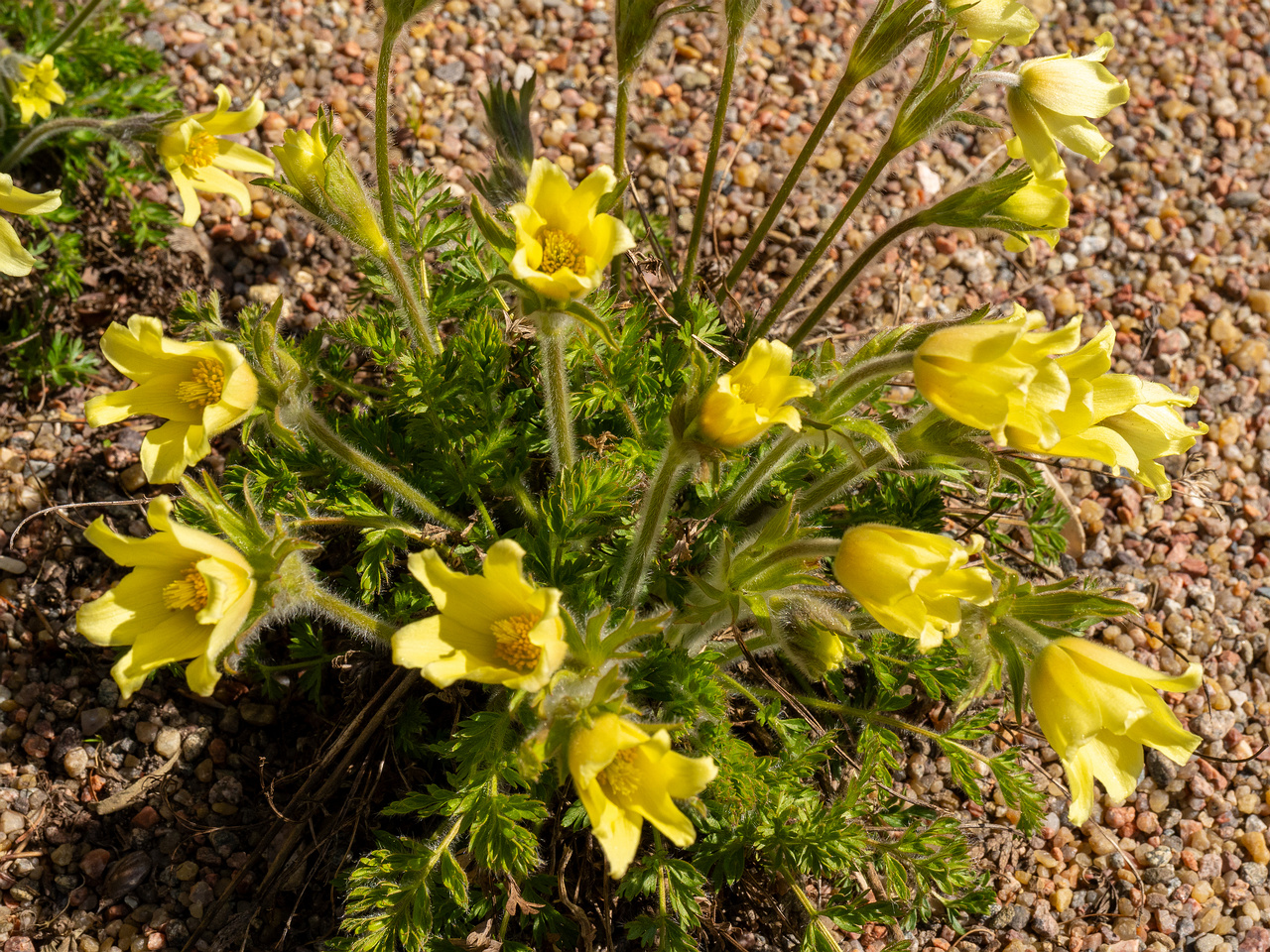 Pulsatilla-albana_Прострел-албанский_1-2