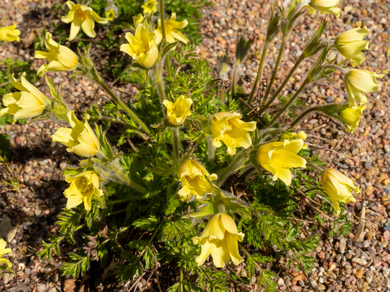 Pulsatilla-albana_Прострел-албанский_1-5