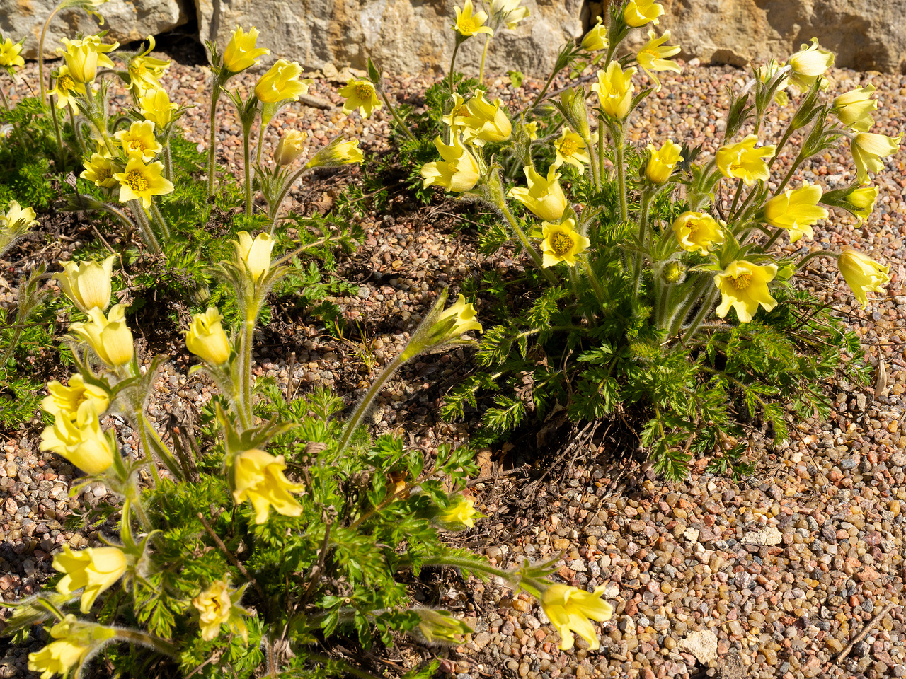 Pulsatilla-albana_Прострел-албанский_1-6