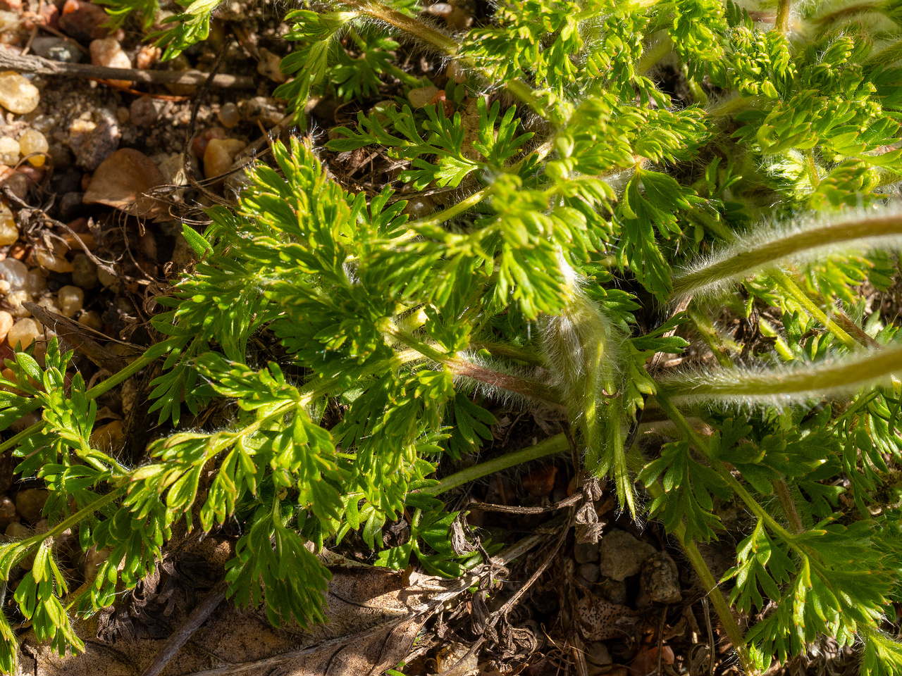 Pulsatilla-albana_Прострел-албанский_1-7