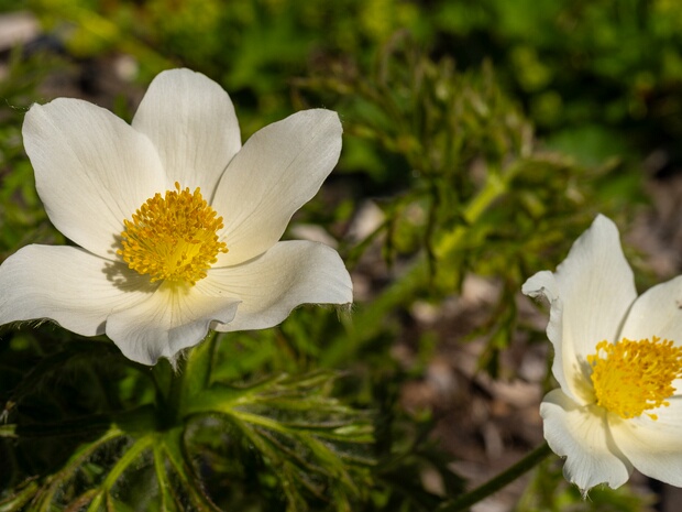 Прострел альпийский - Pulsatilla alpina