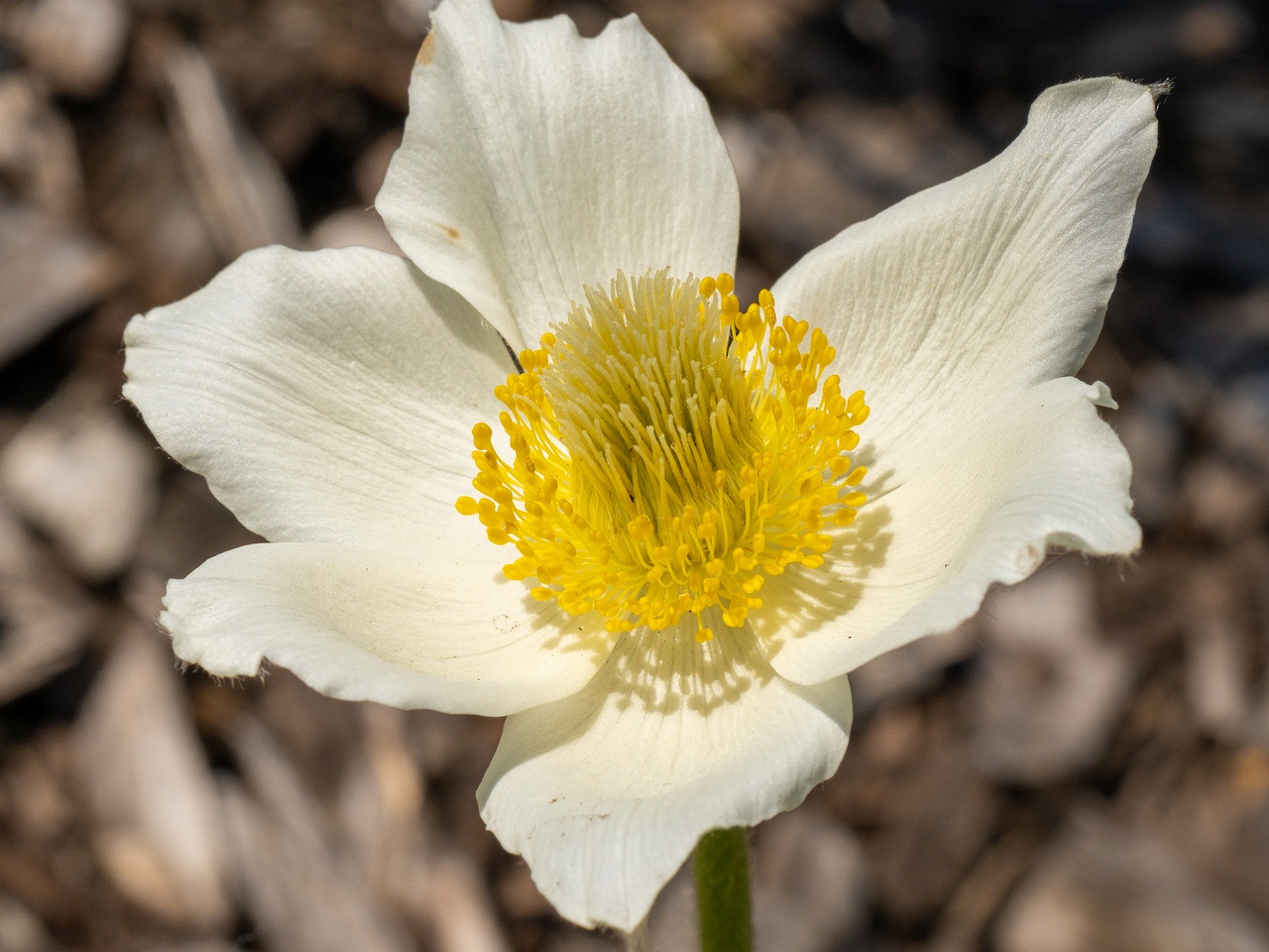Pulsatilla alpina _2025-06-01_1-1