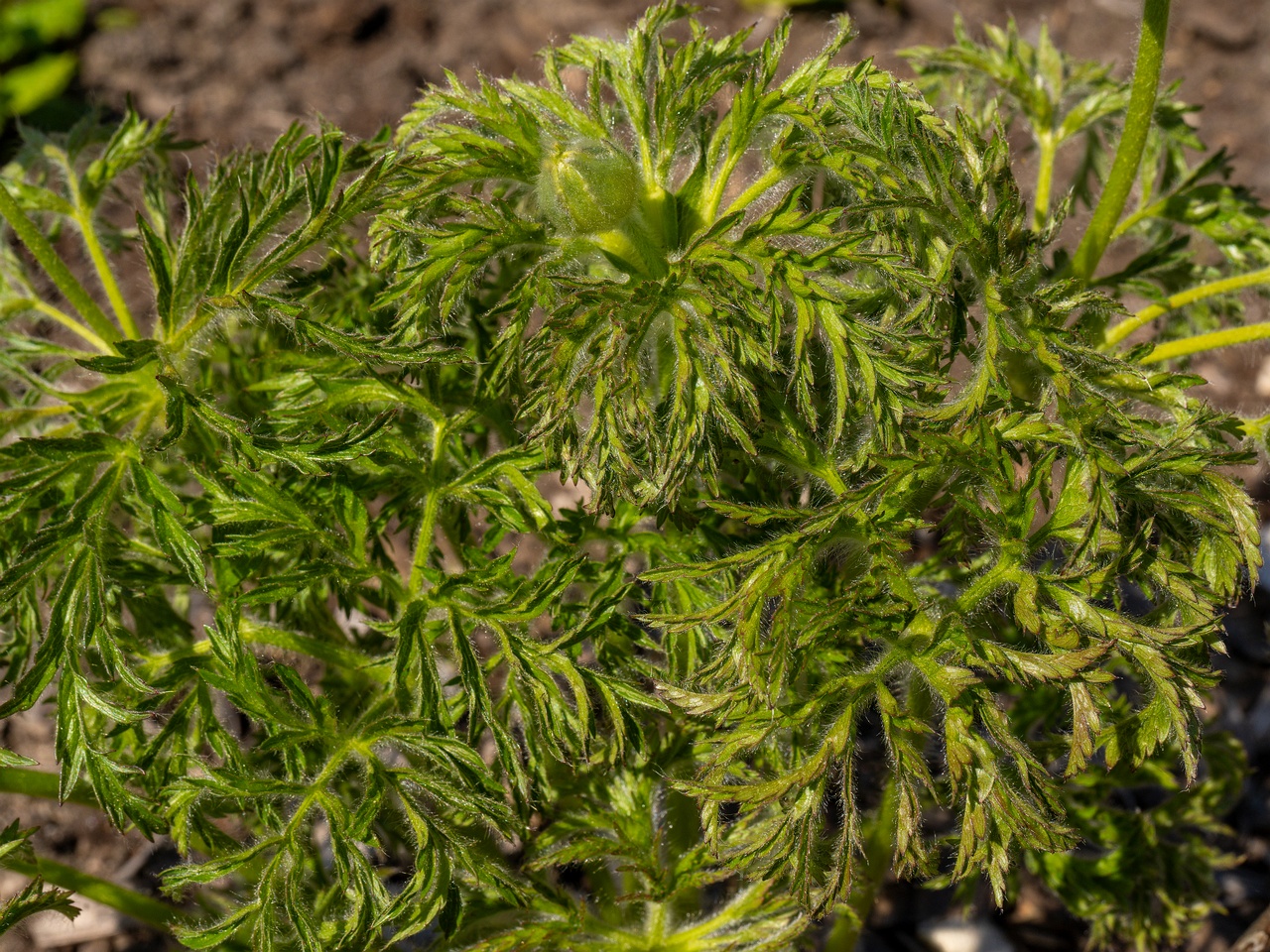 Pulsatilla alpina _2025-06-01_1-3