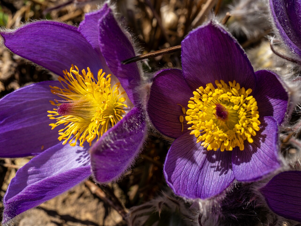 !!Pulsatilla patens _2026-04-18_1-19