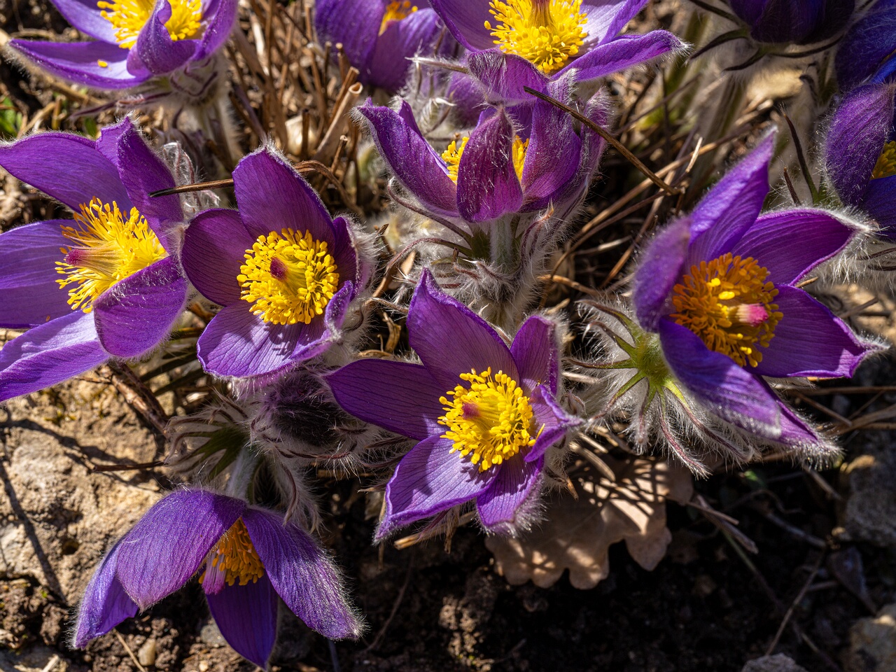 !Pulsatilla patens _2026-04-18_1-18