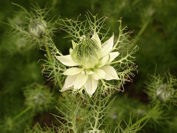 Чернушка дамасская 'Мисс Джекилл' - Nigella damascena 'Miss Jekyll'