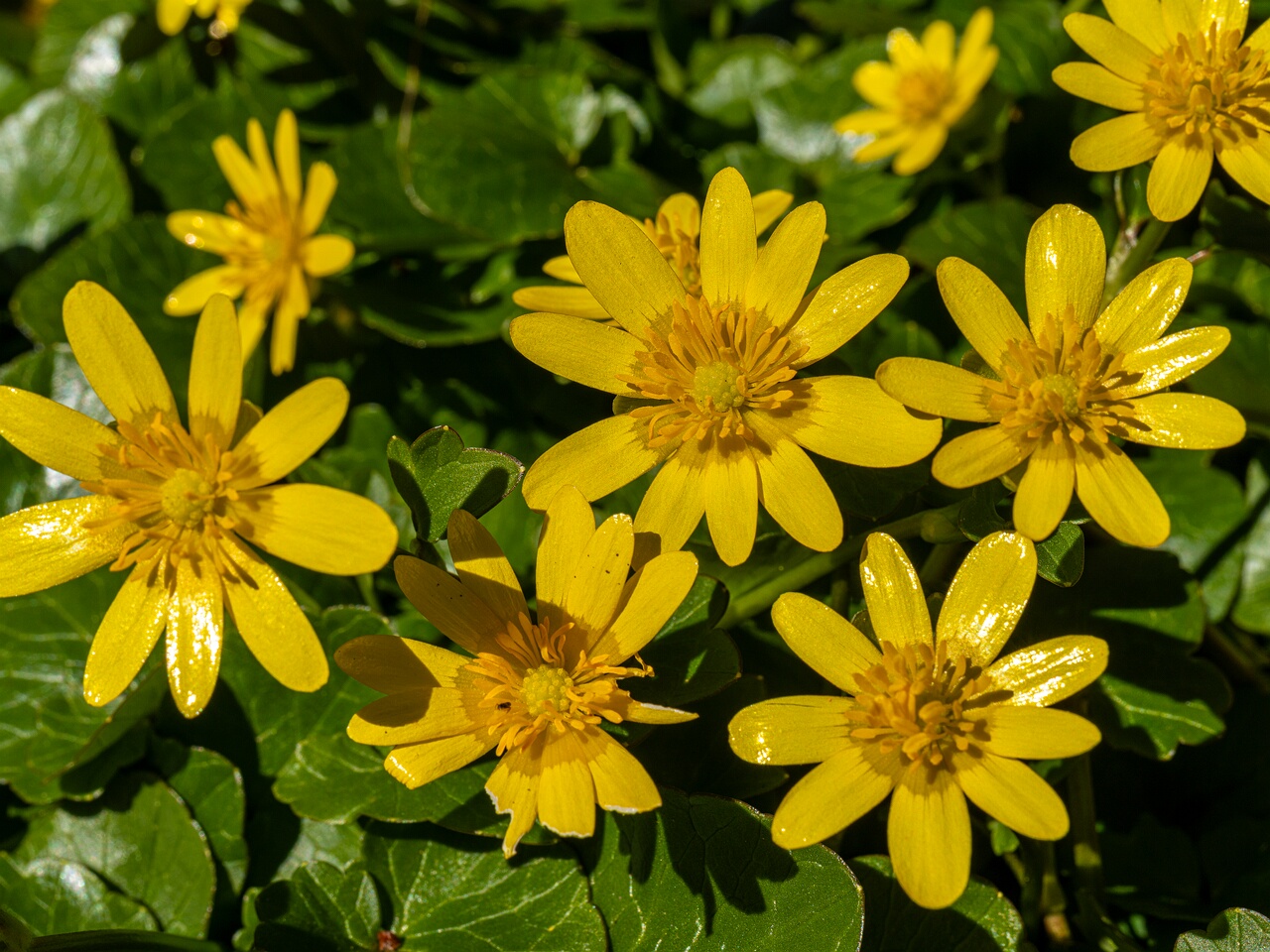 !Ficaria verna _2026-04-18_1-19
