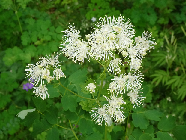 Василисник водосборолистный белая форма - Thalictrum aquilegiifolium f. alba