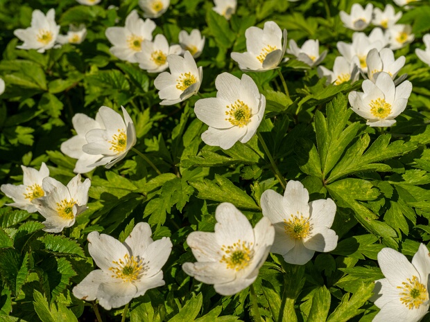Ветренница дубравная - Anemone nemorosa