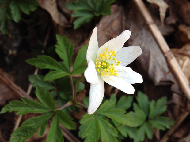 Ветренница дубравная - Anemone nemorosa