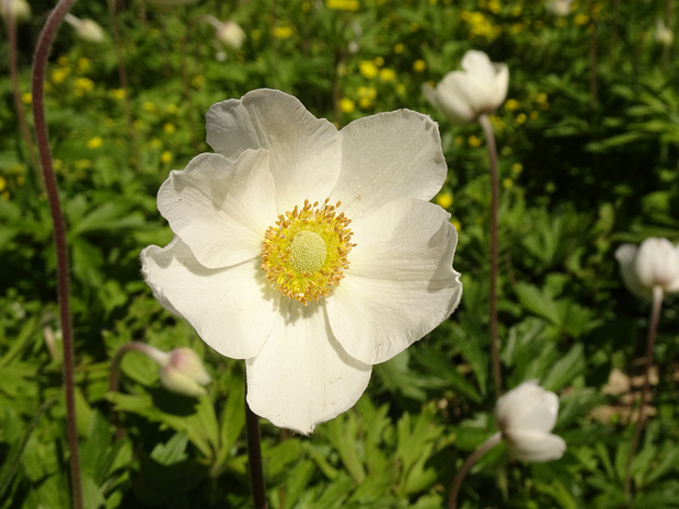 Ветренница лесная - Anemone sylvestris