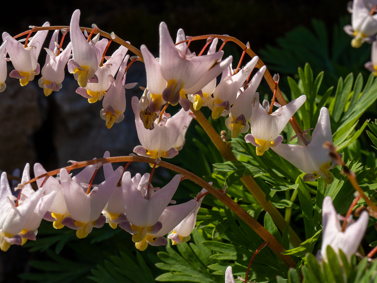 !Dicentra cucullaria 'Pink Punk' _2025-04-26_1-2