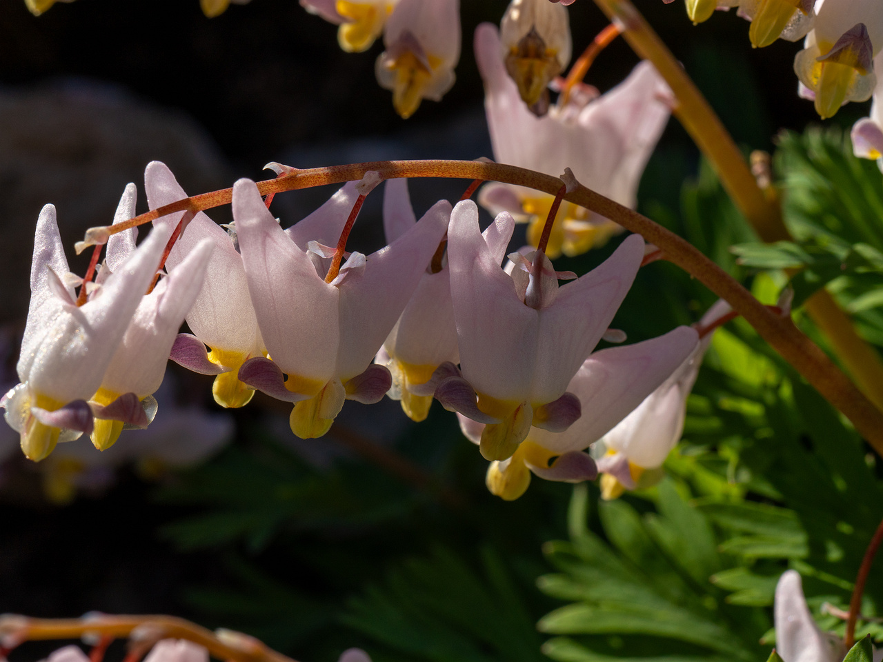 Dicentra cucullaria 'Pink Punk' _2025-04-26_1-3