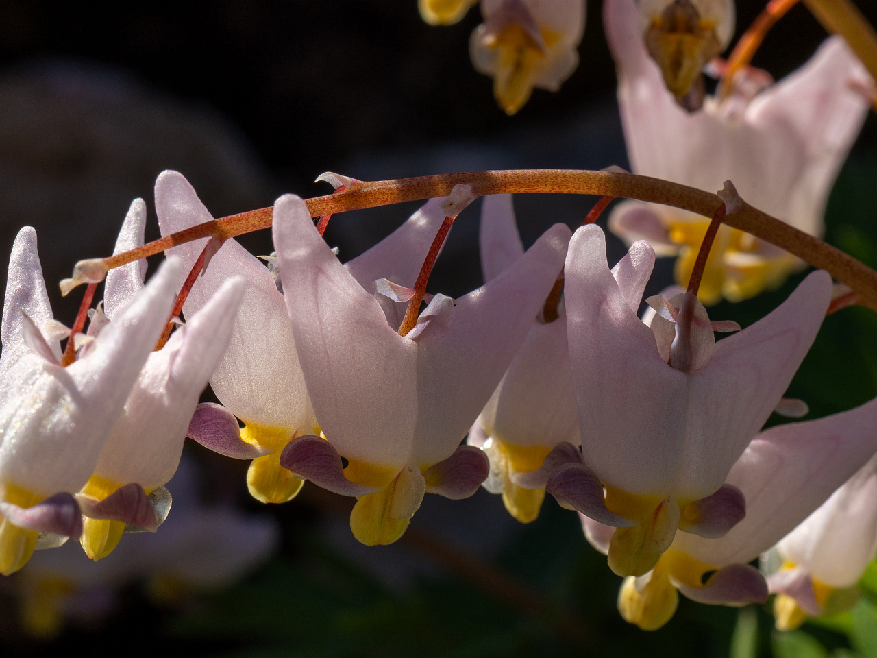 Dicentra cucullaria 'Pink Punk' _2025-04-26_1-4