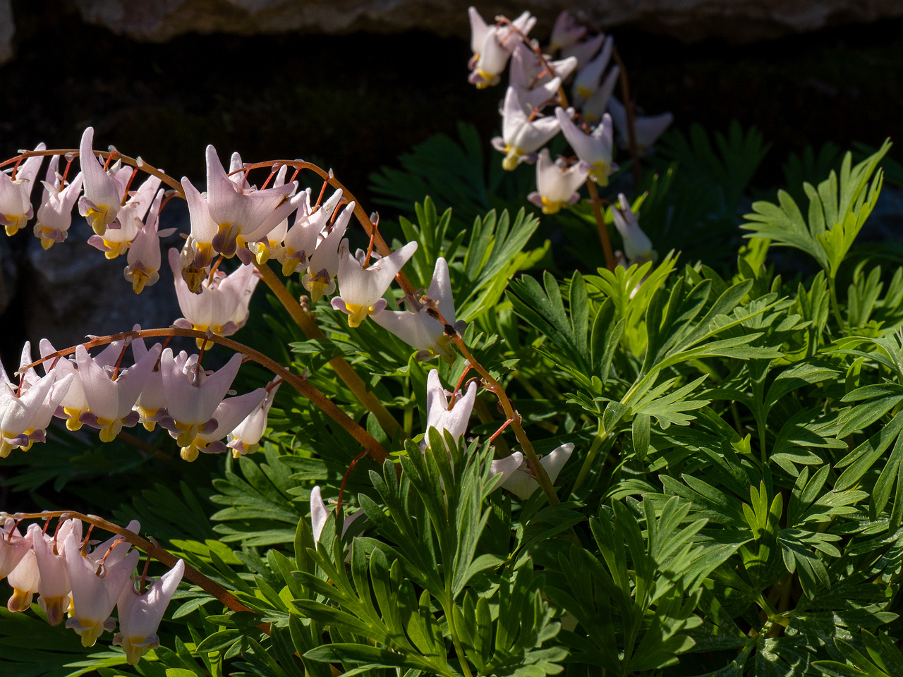 Dicentra cucullaria 'Pink Punk' _2025-04-26_1-5