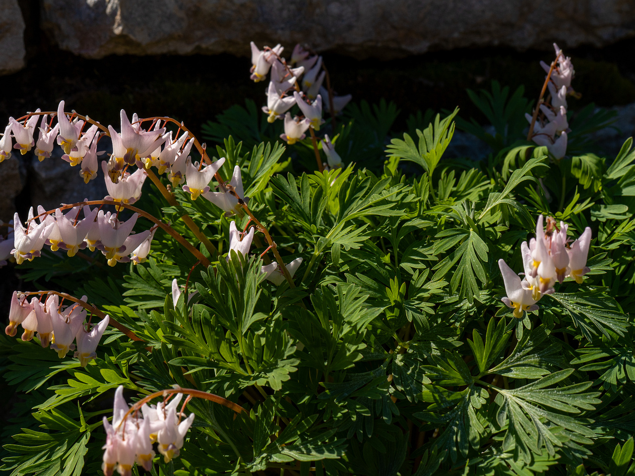 Dicentra cucullaria 'Pink Punk' _2025-04-26_1-6