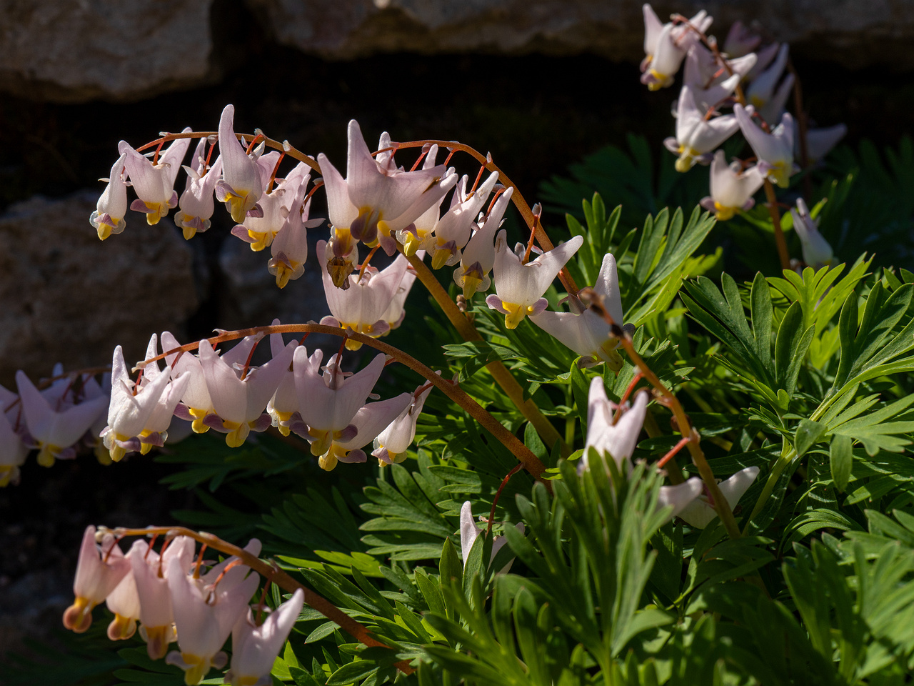 Dicentra cucullaria 'Pink Punk' _2025-04-26_1-7