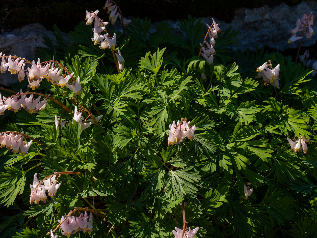 Dicentra cucullaria 'Pink Punk' _2025-04-26_1-8