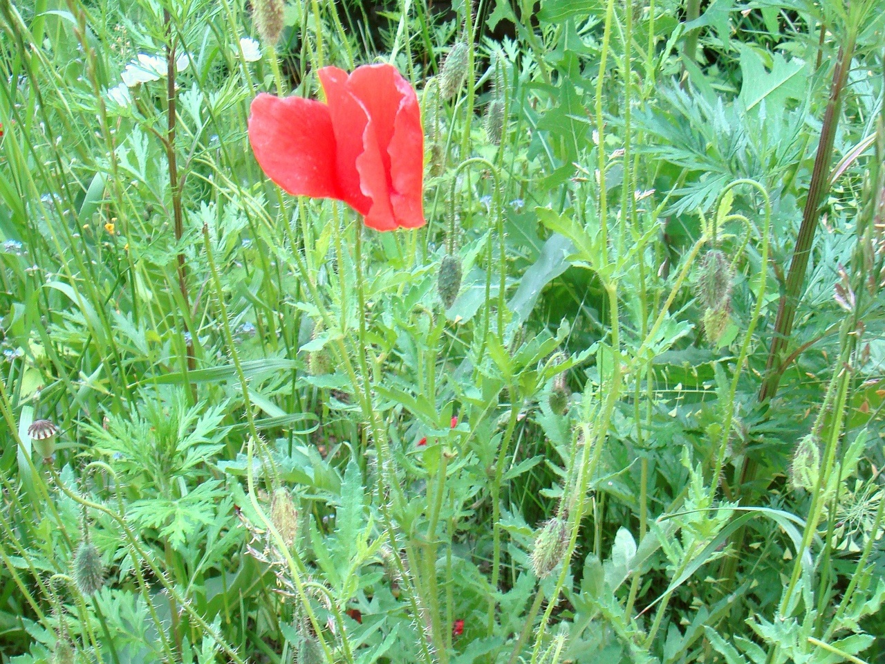 DSC07634