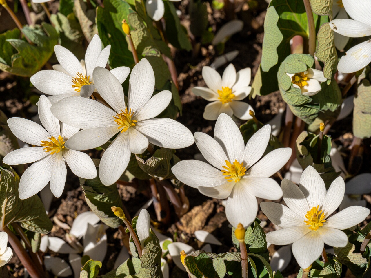 !Sanguinaria canadensis _2026-04-18_1-18