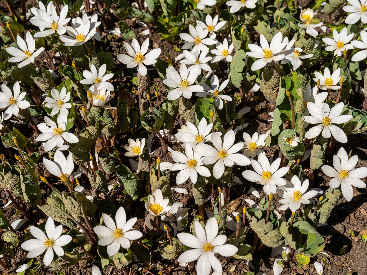 Sanguinaria canadensis _2026-04-18_1-17