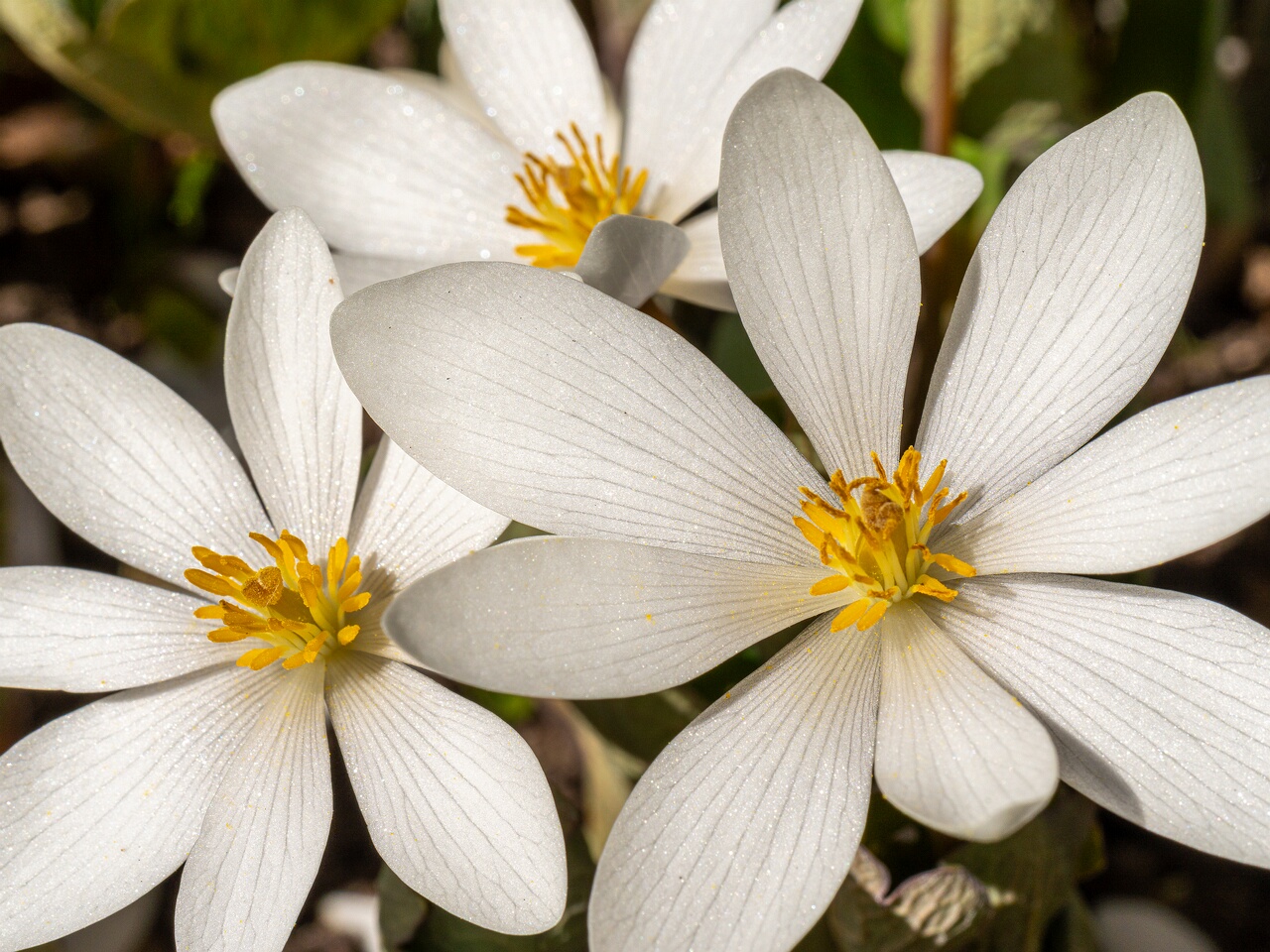 Sanguinaria canadensis _2026-04-18_1-19