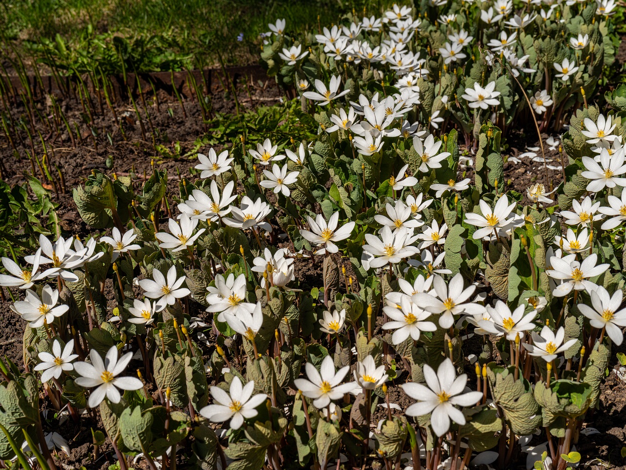 Sanguinaria canadensis _2026-04-18_1-21
